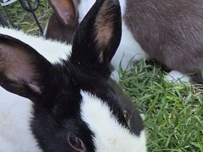 Dutch Bunny Rabbits