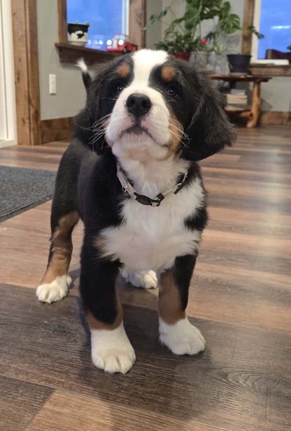Bernese Mountain Puppies AKC