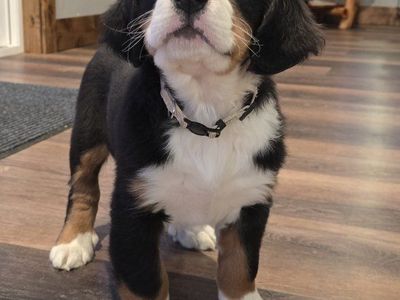 Bernese Mountain Puppies AKC