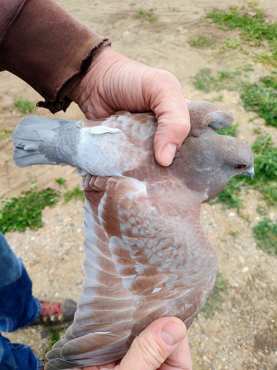 Homing Racing Pigeon Squeakers