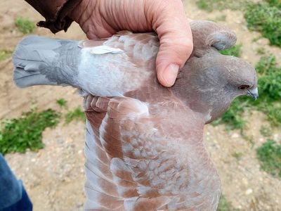 Homing Racing Pigeon Squeakers