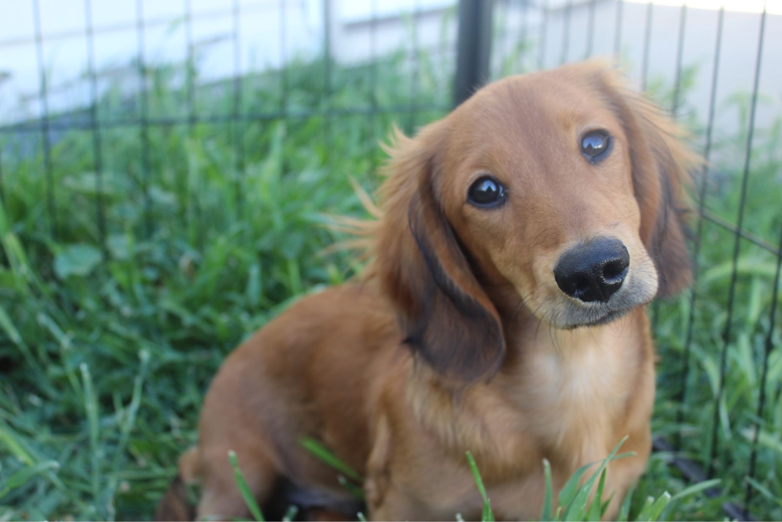 Dachshund STUD