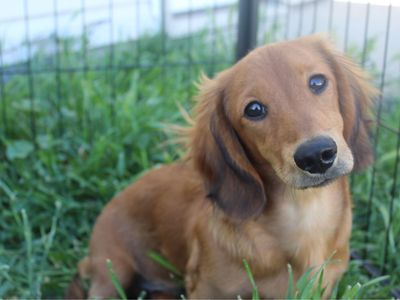 Dachshund STUD