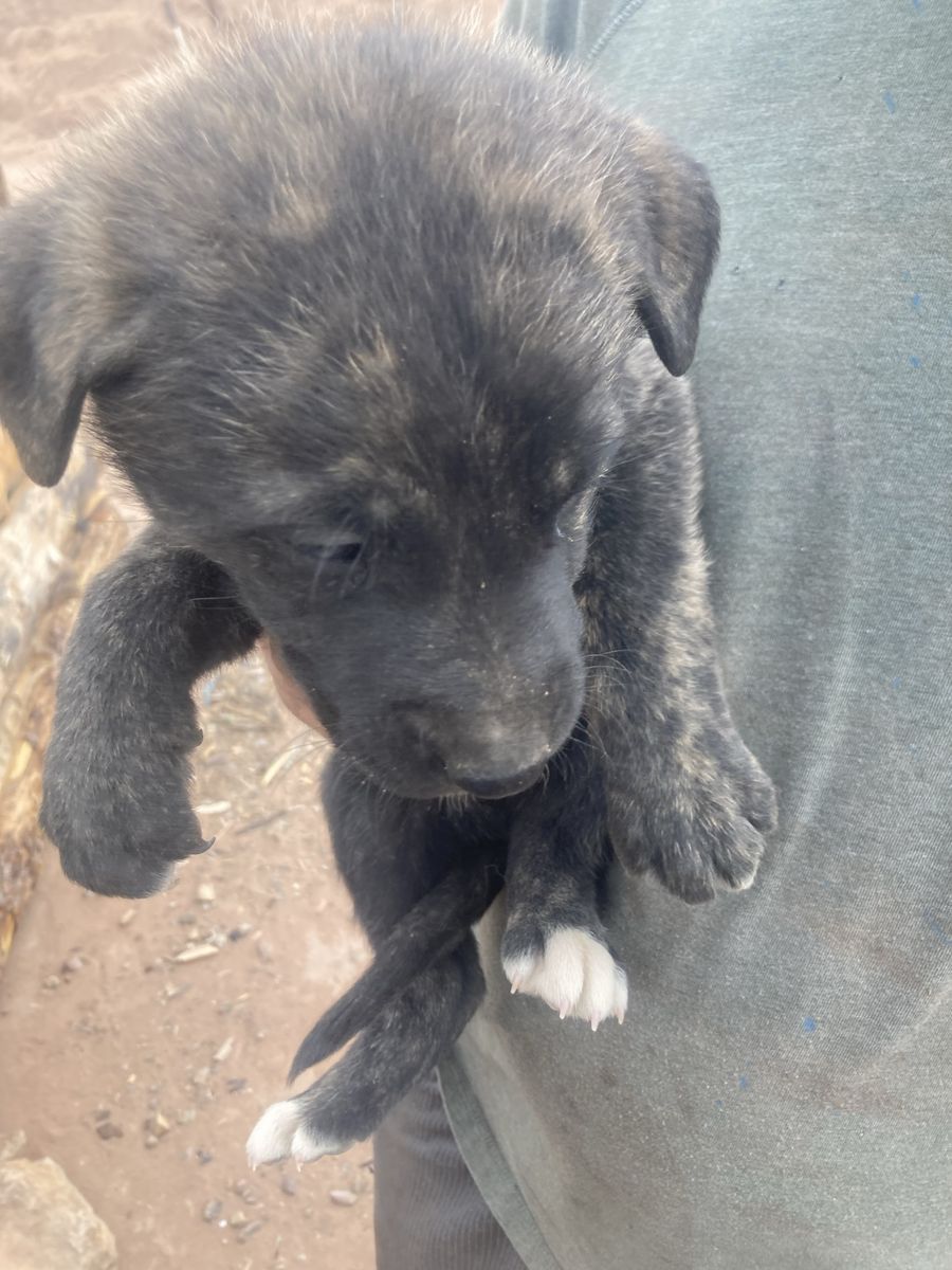 Puppies