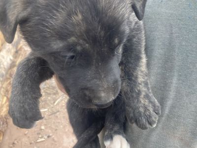 Puppies
