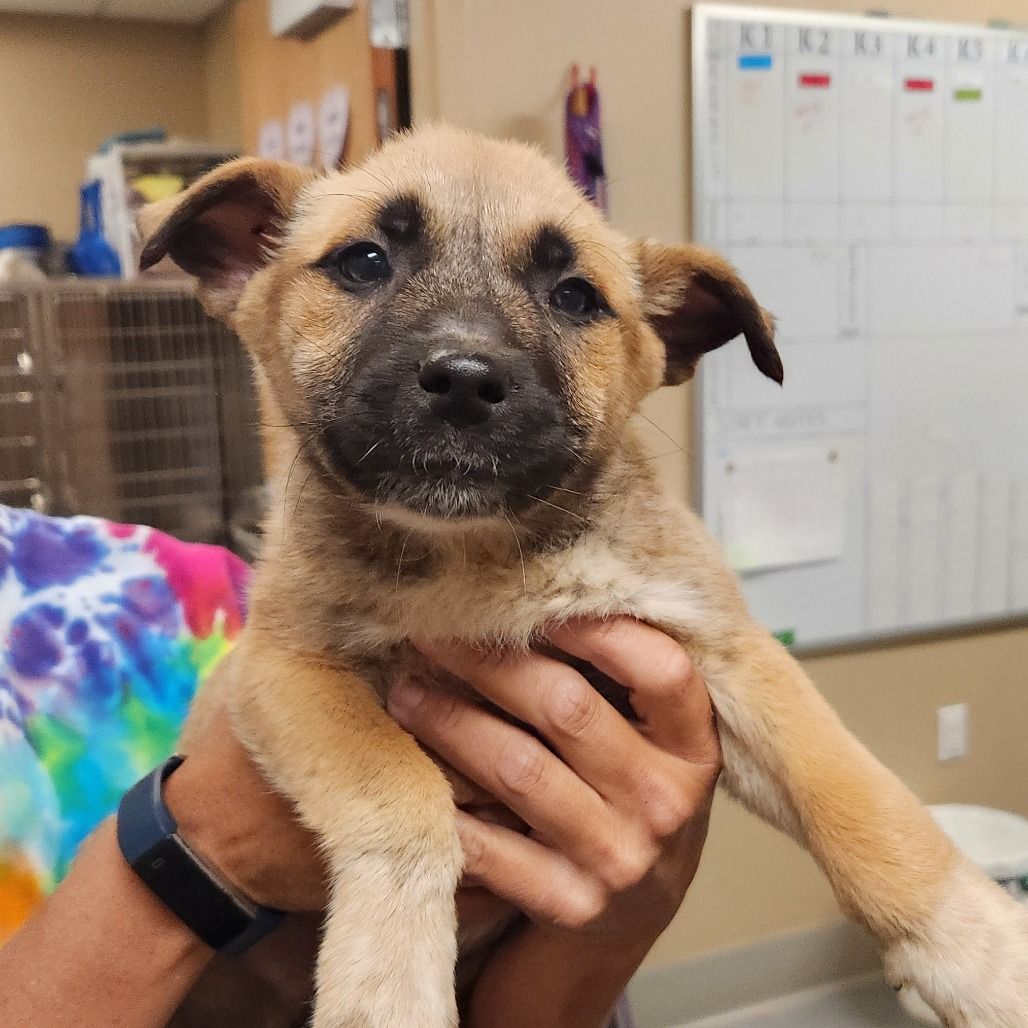 Hello my name is Onigiri