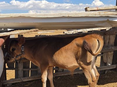 Jersey bull calf