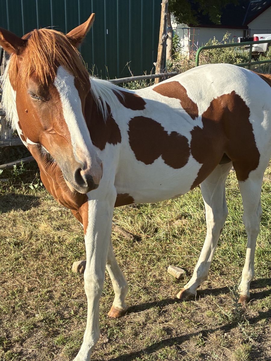 Yearling