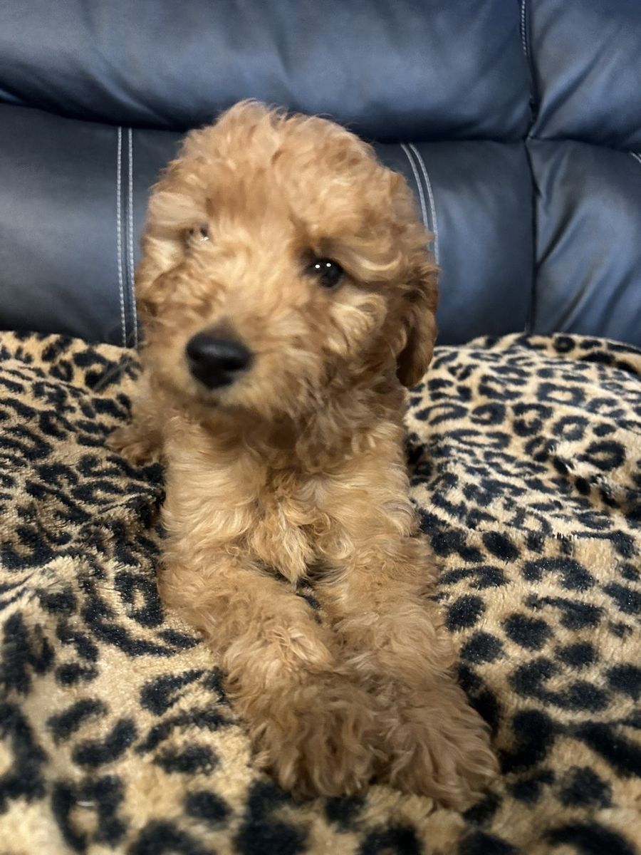 Multigenerational Mini Golden Doodle puppies