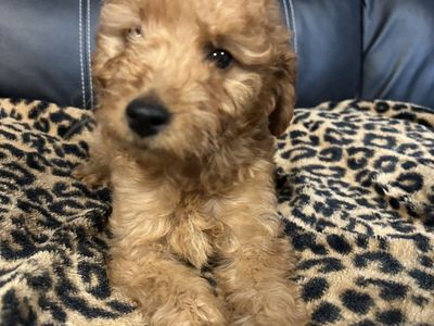 Multigenerational Mini Golden Doodle puppies