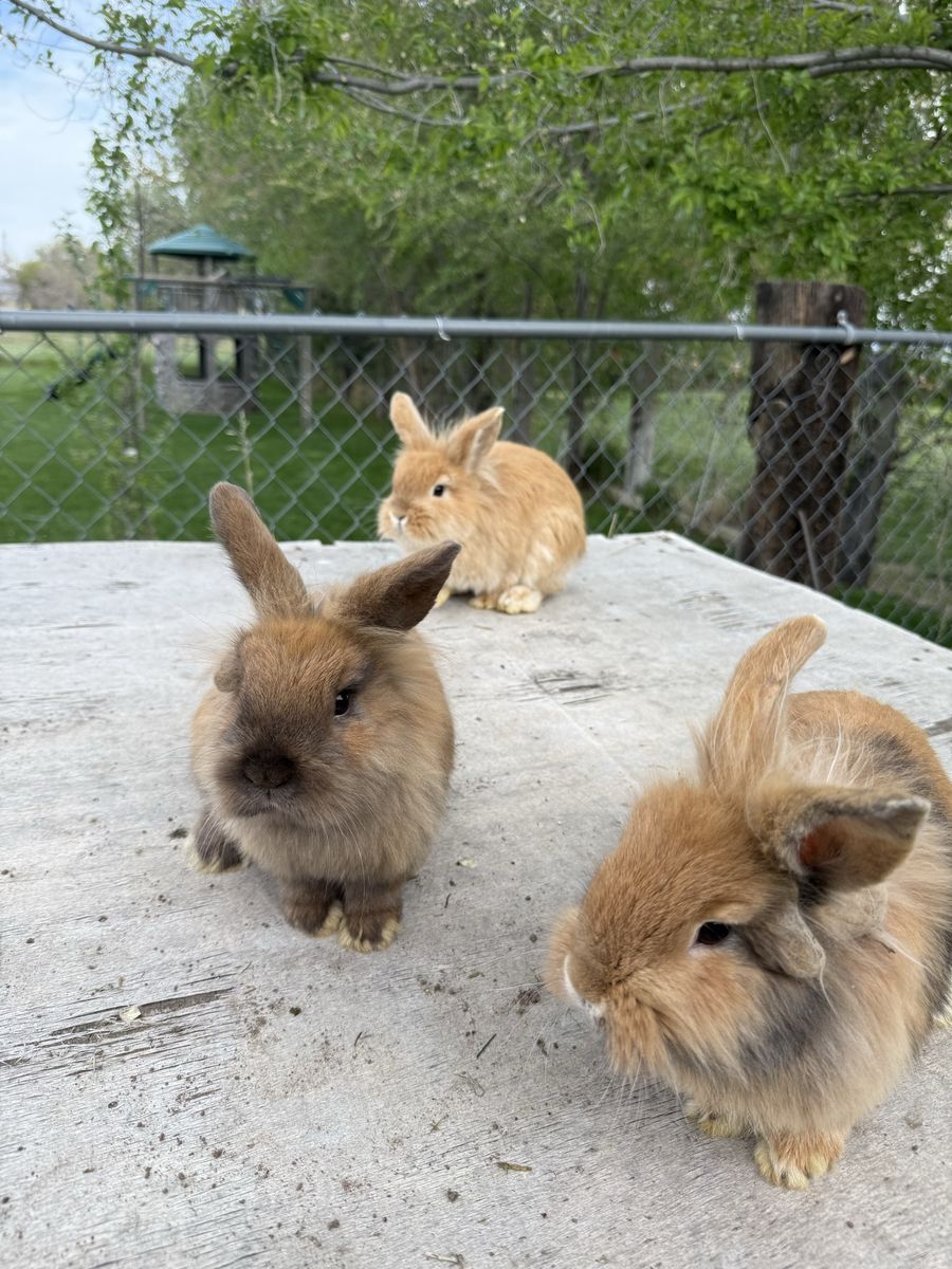 BUNNIES FOR SALE