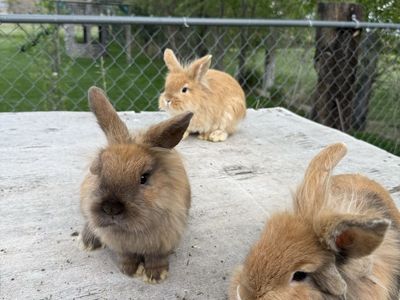 BUNNIES FOR SALE