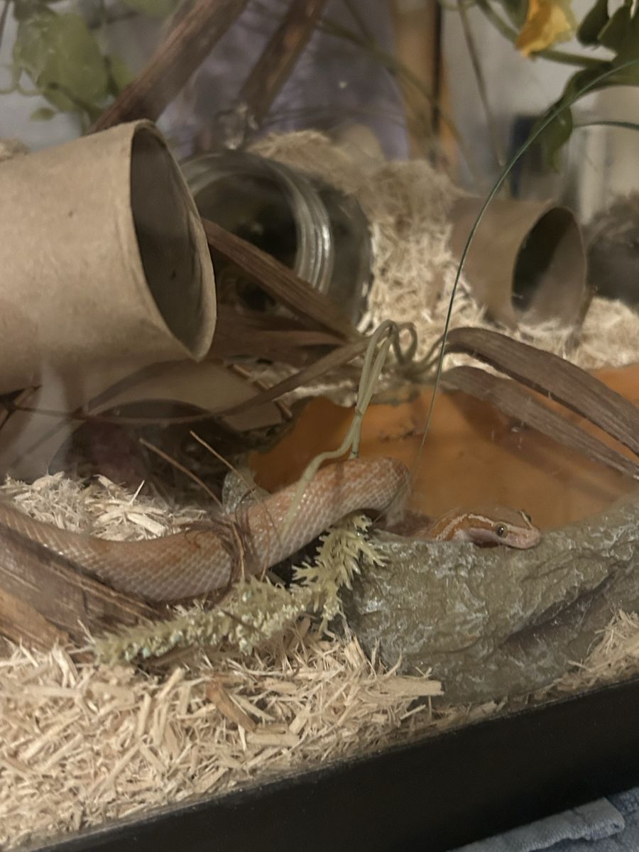 Male T+ Albino African House Snake with Setup