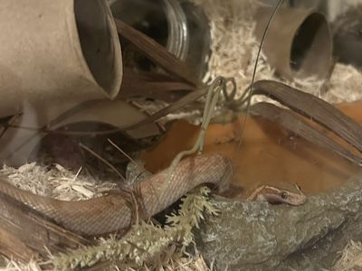 Male T+ Albino African House Snake with Setup
