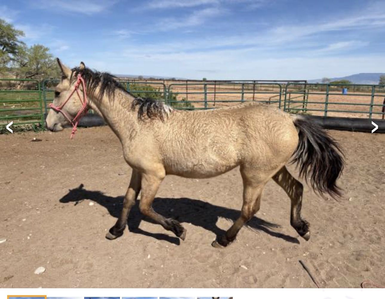 1/4 draft curly colt