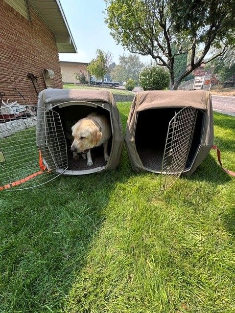 Dog Crates, 