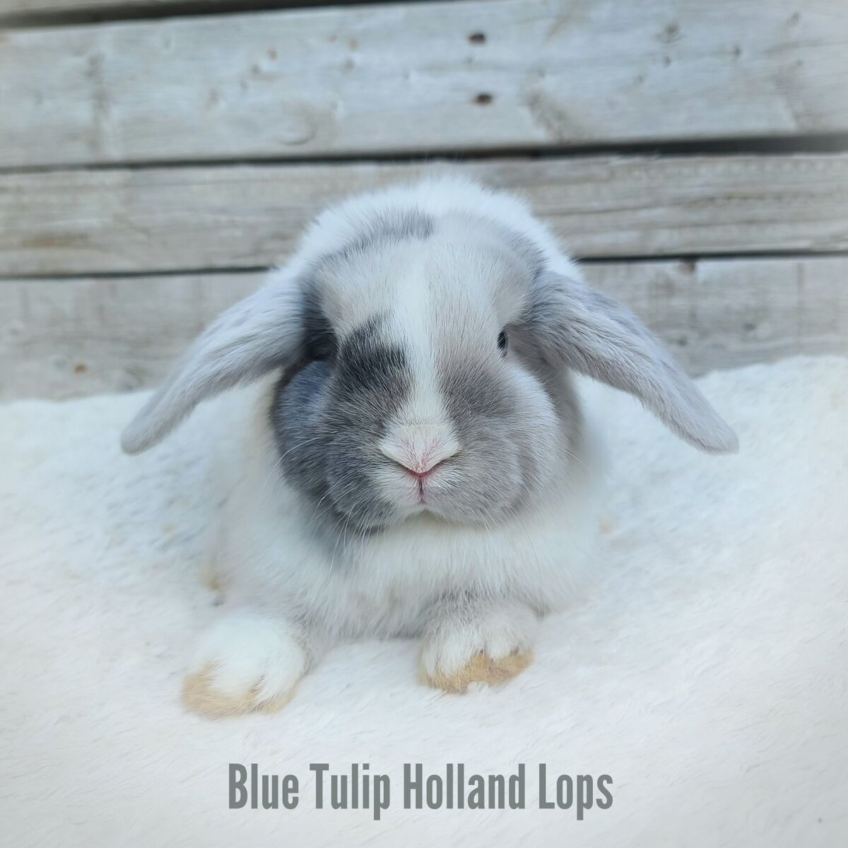 Stunning VM Holland Lop