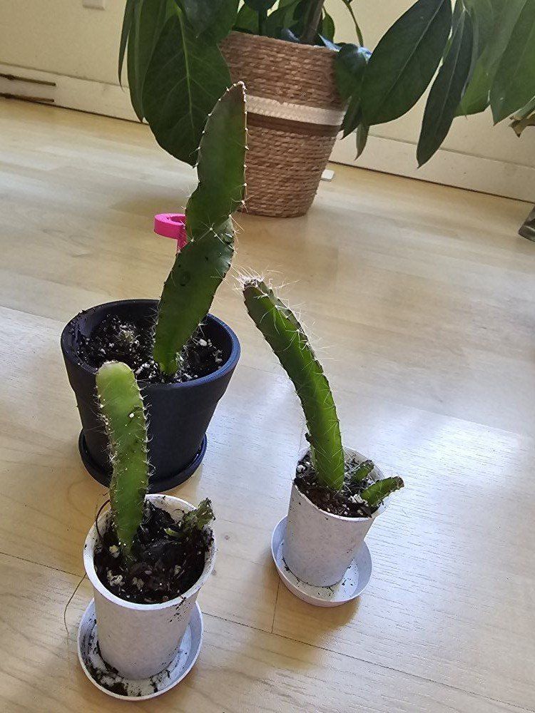 Dragonfruit Cactus