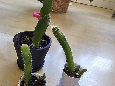 Dragonfruit Cactus