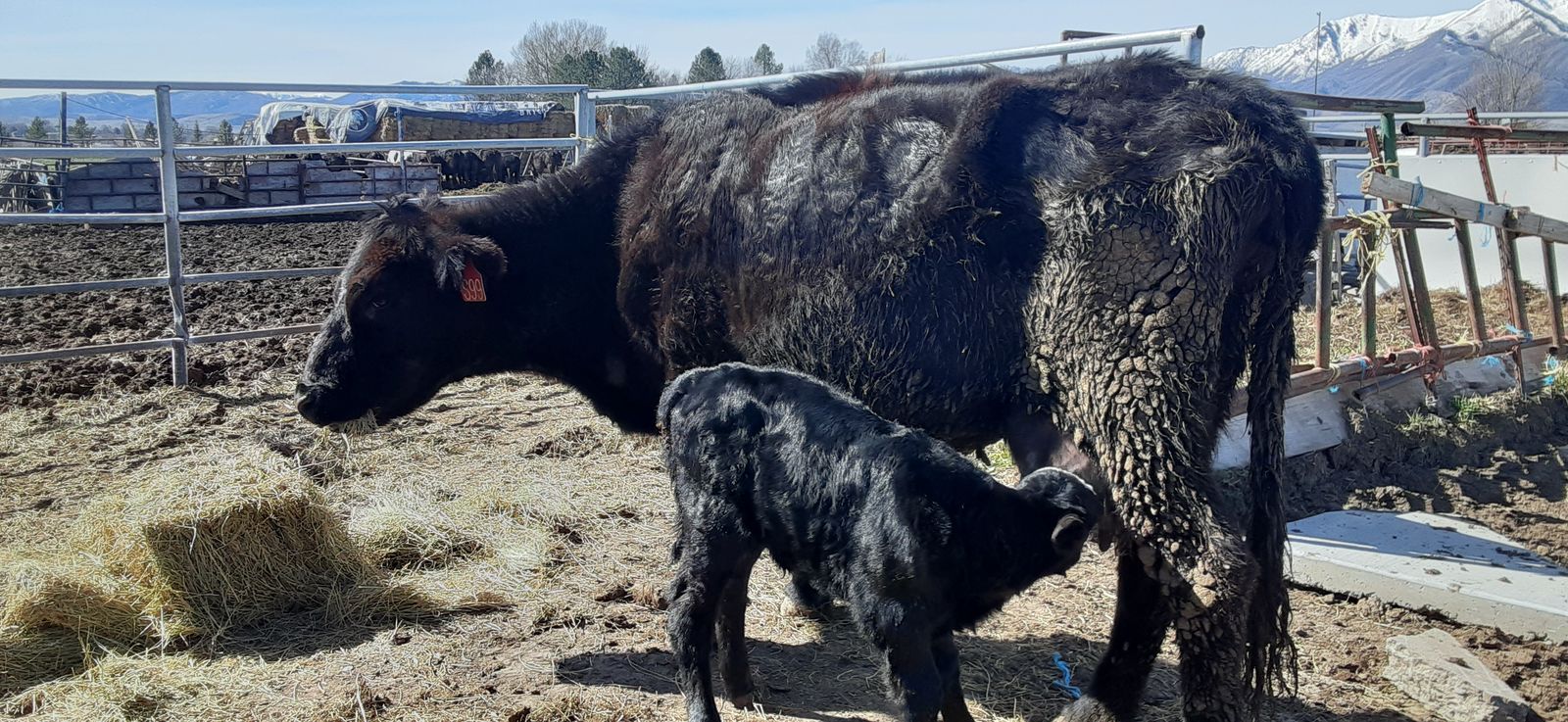 Older running age broken mouth cows with heifer calves