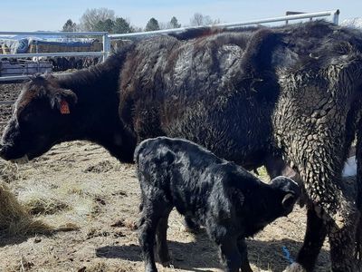 Older running age broken mouth cows with heifer calves