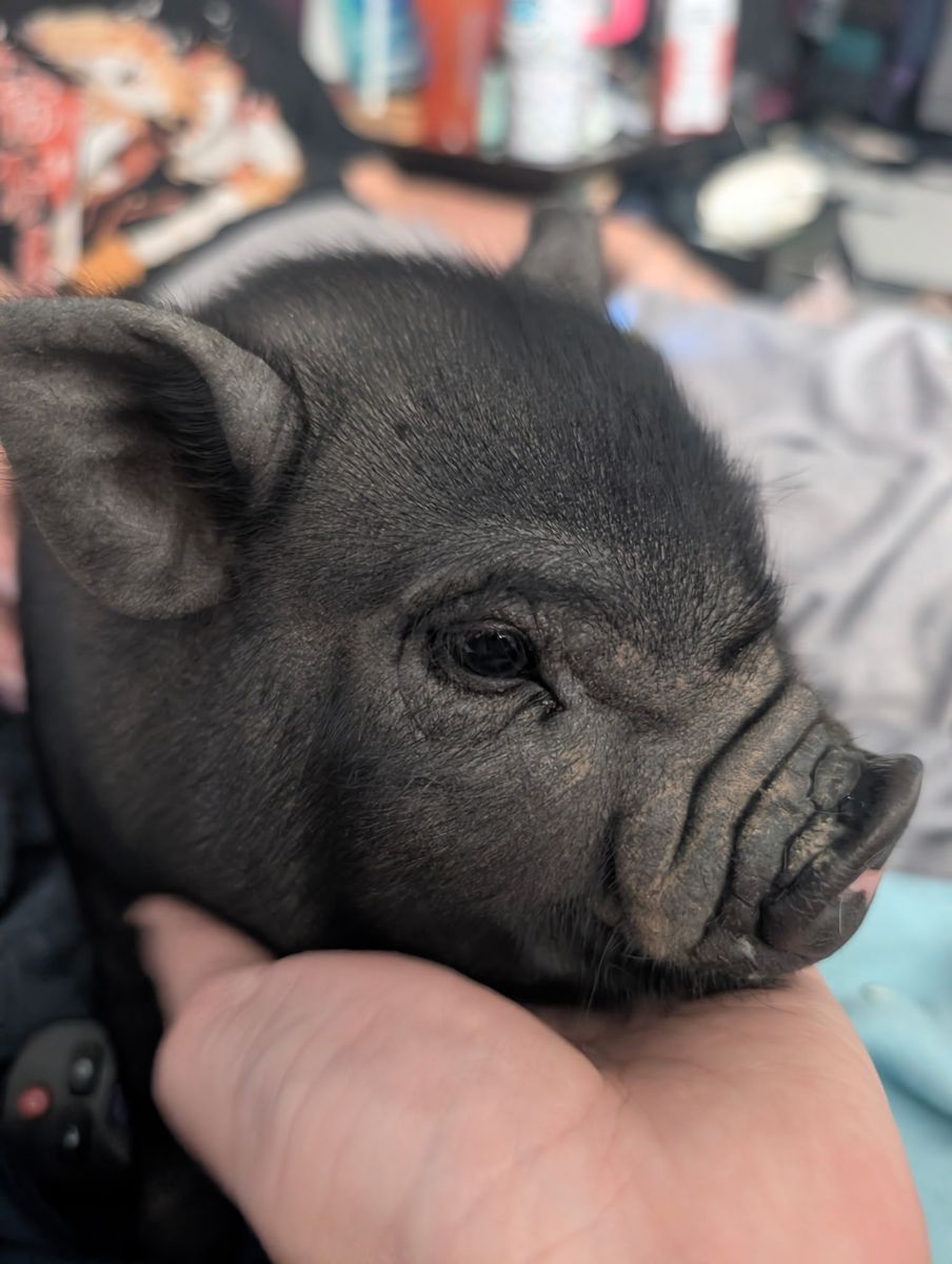 Potbelly Juliana mini pig