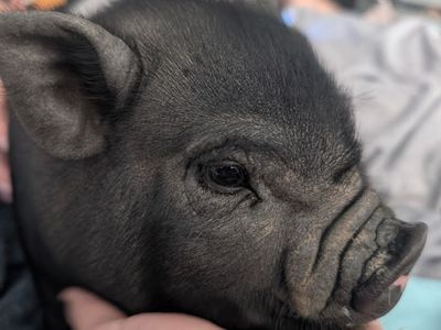 Potbelly Juliana mini pig