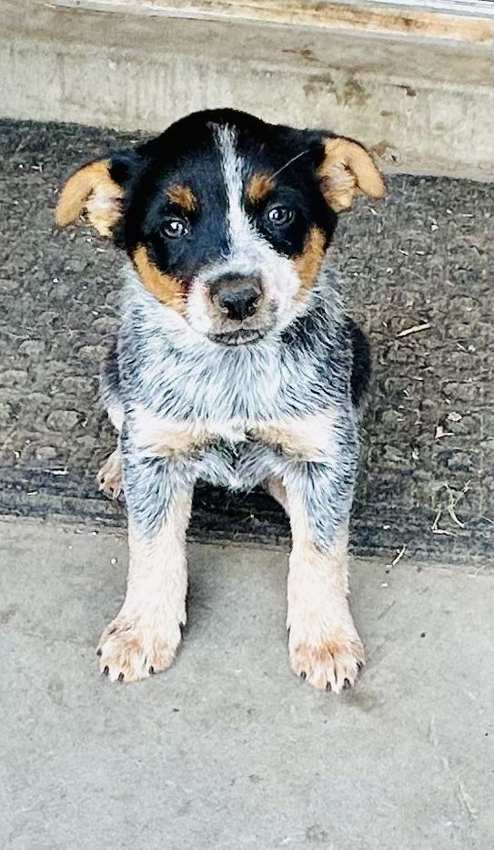Blue Heeler Puppies  Ready to go