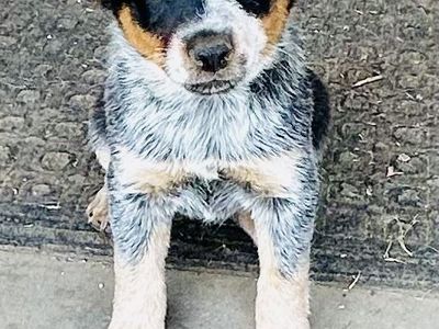 Blue Heeler Puppies Ready to go