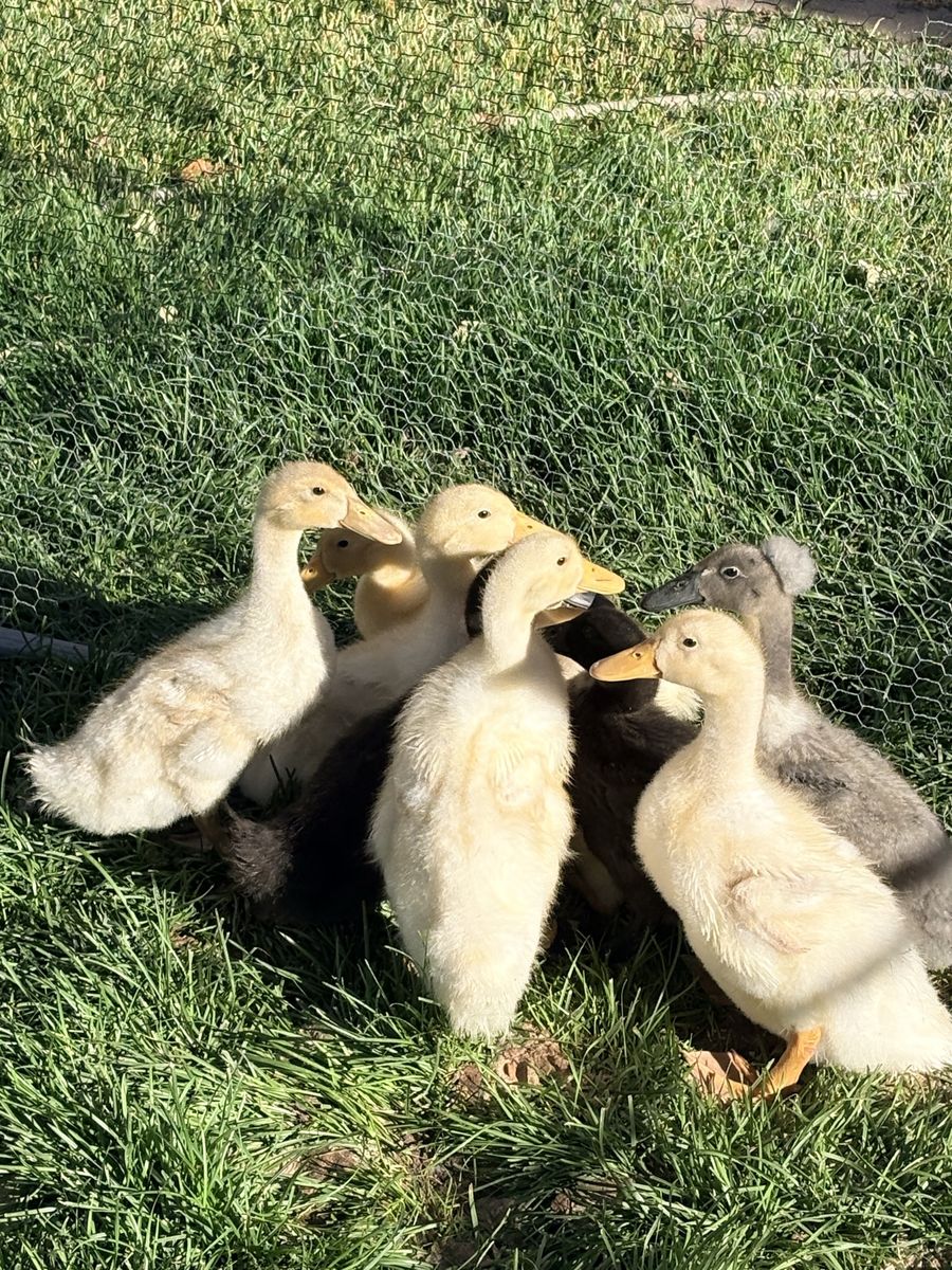2 week Ducklings - Mixed Breeds - Young Ducklings for Sale - Cute Farm Animals
