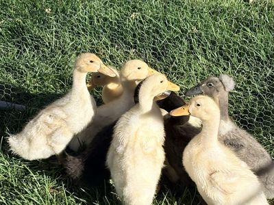 2 week Ducklings - Mixed Breeds - Young Ducklings for Sale - Cute Farm Animals