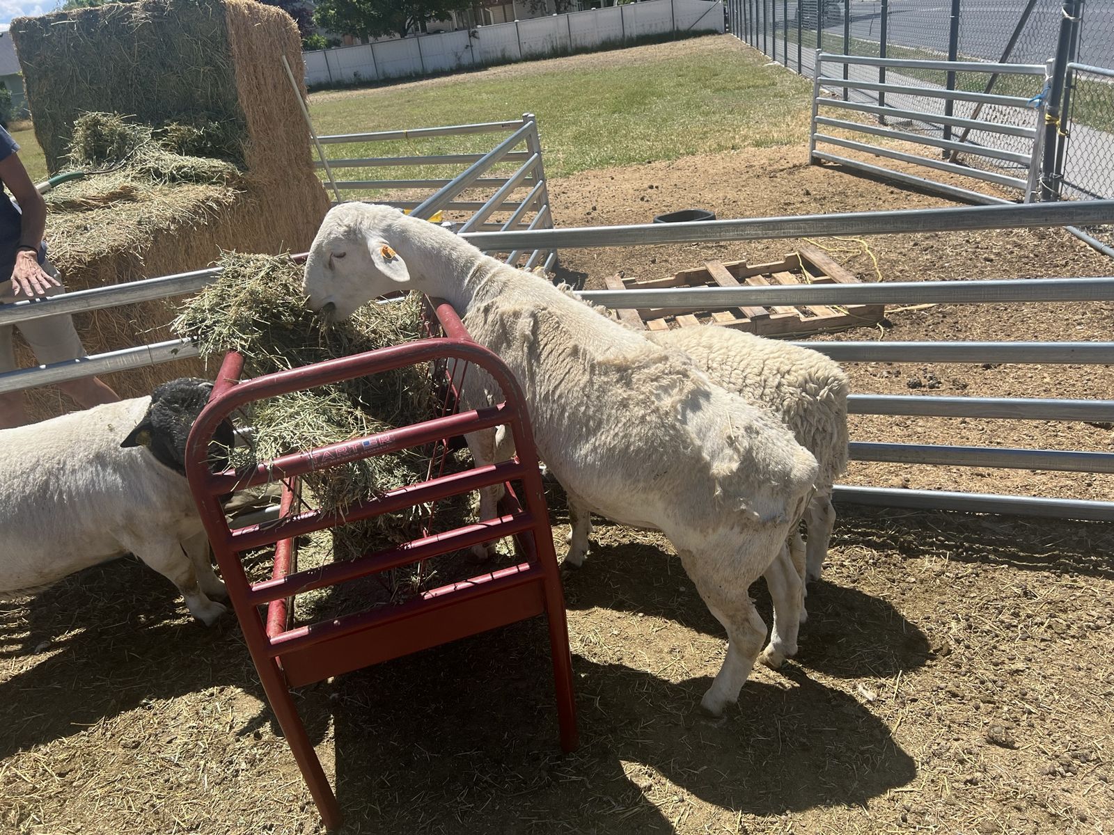 Meat sheep
