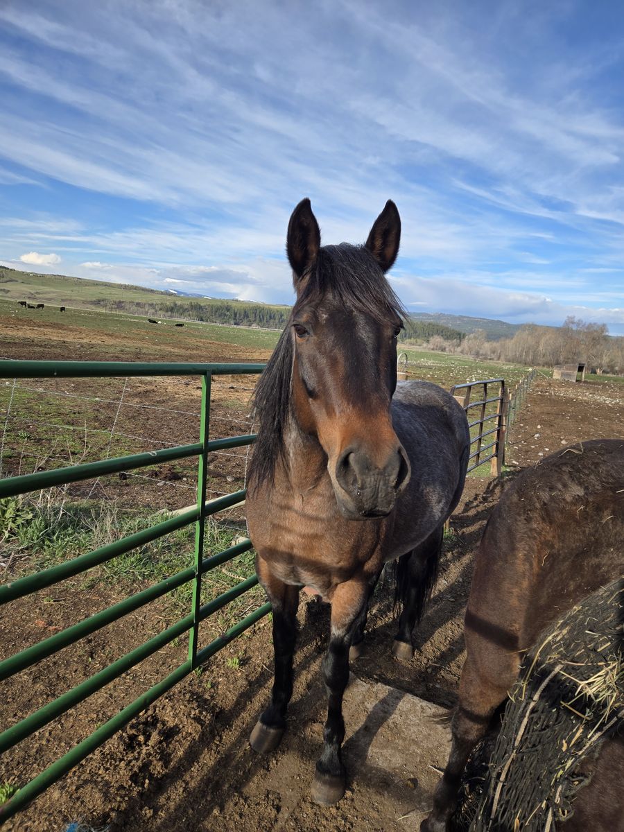 2016 Bay Roan Mare