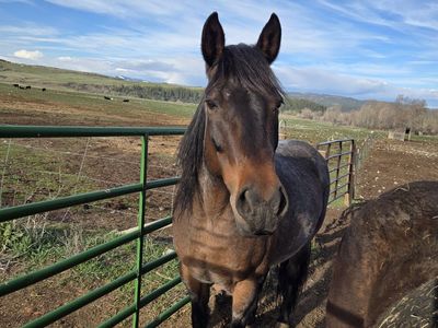 2016 Bay Roan Mare