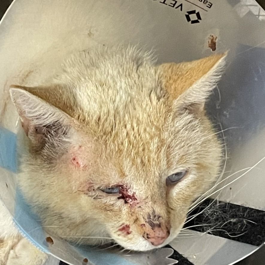 Hello my name is Topaz