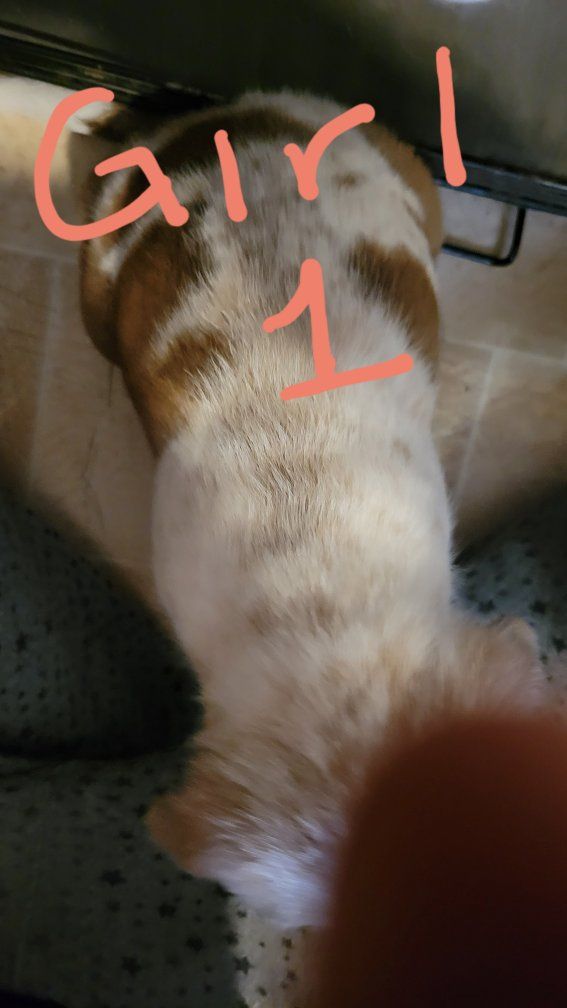 Easter Heeler Pups! Ready 4/10