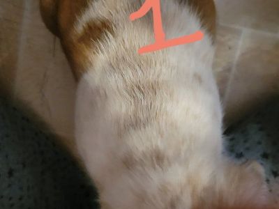 Easter Heeler Pups! Ready 4/10