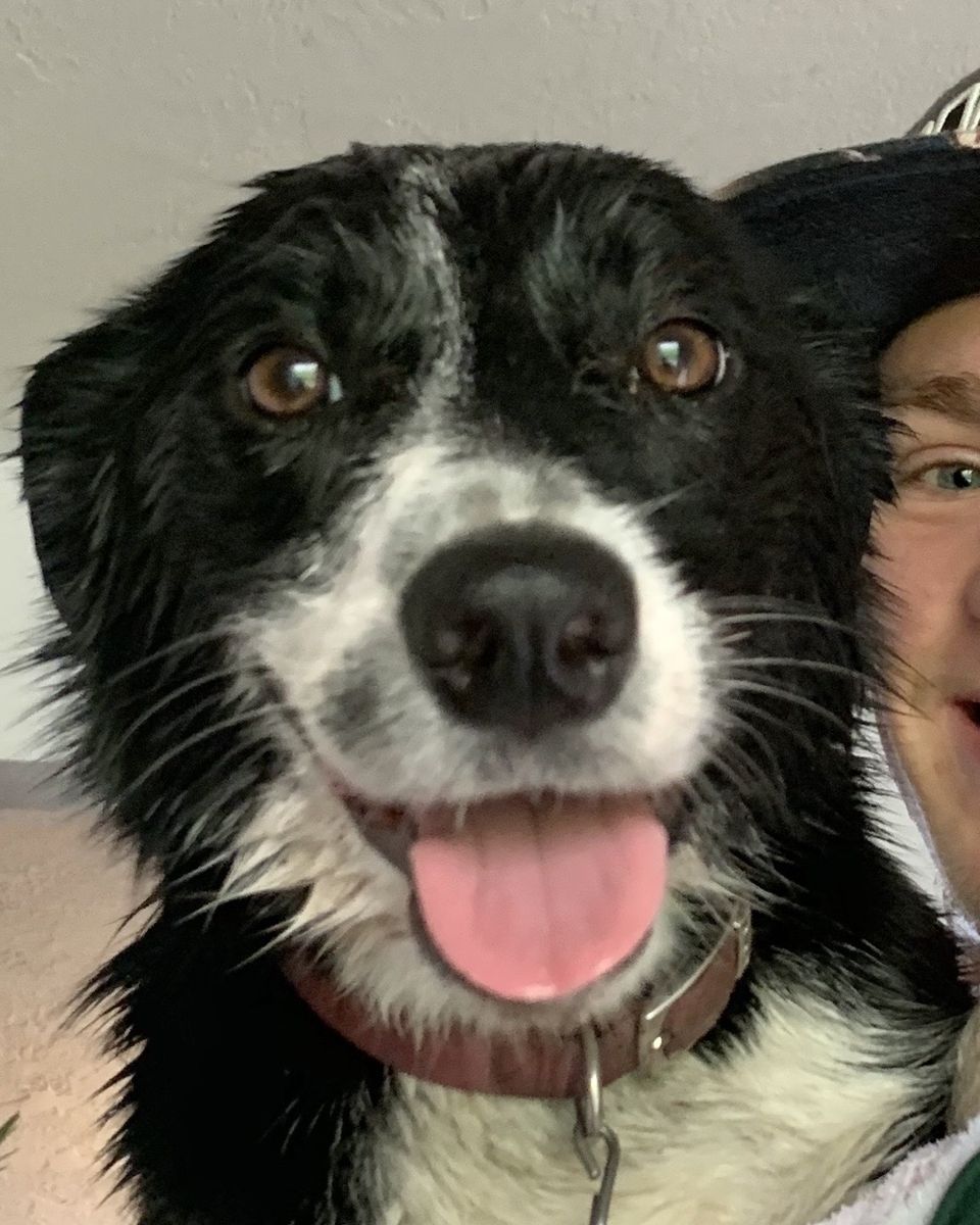 Border Collie