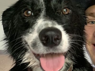 Border Collie
