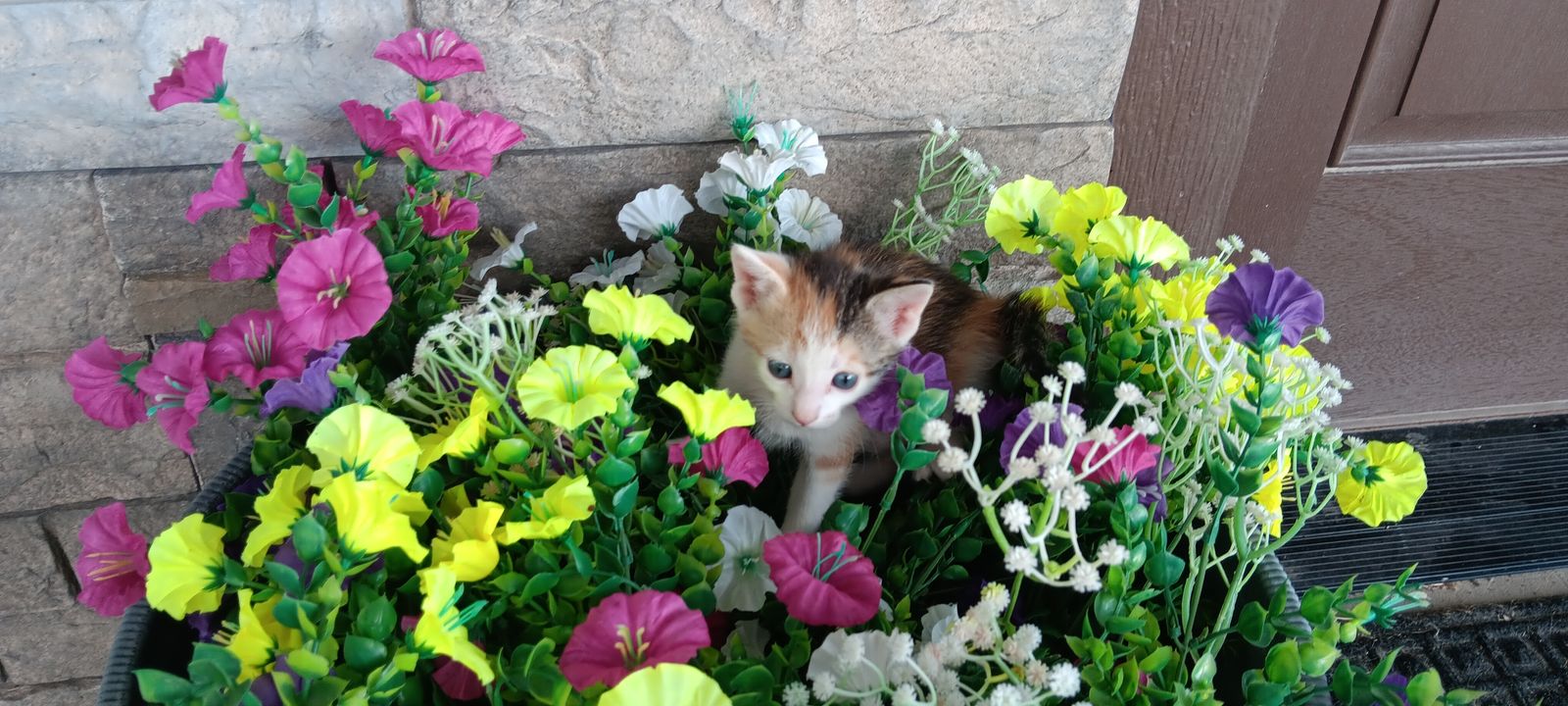 Adorable Kittens for Sale!!