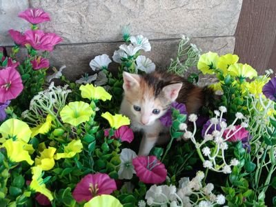 Adorable Kittens for Sale!!