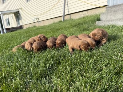 AKC DARK RED GOLDEN RETRIEVER PUPPIES