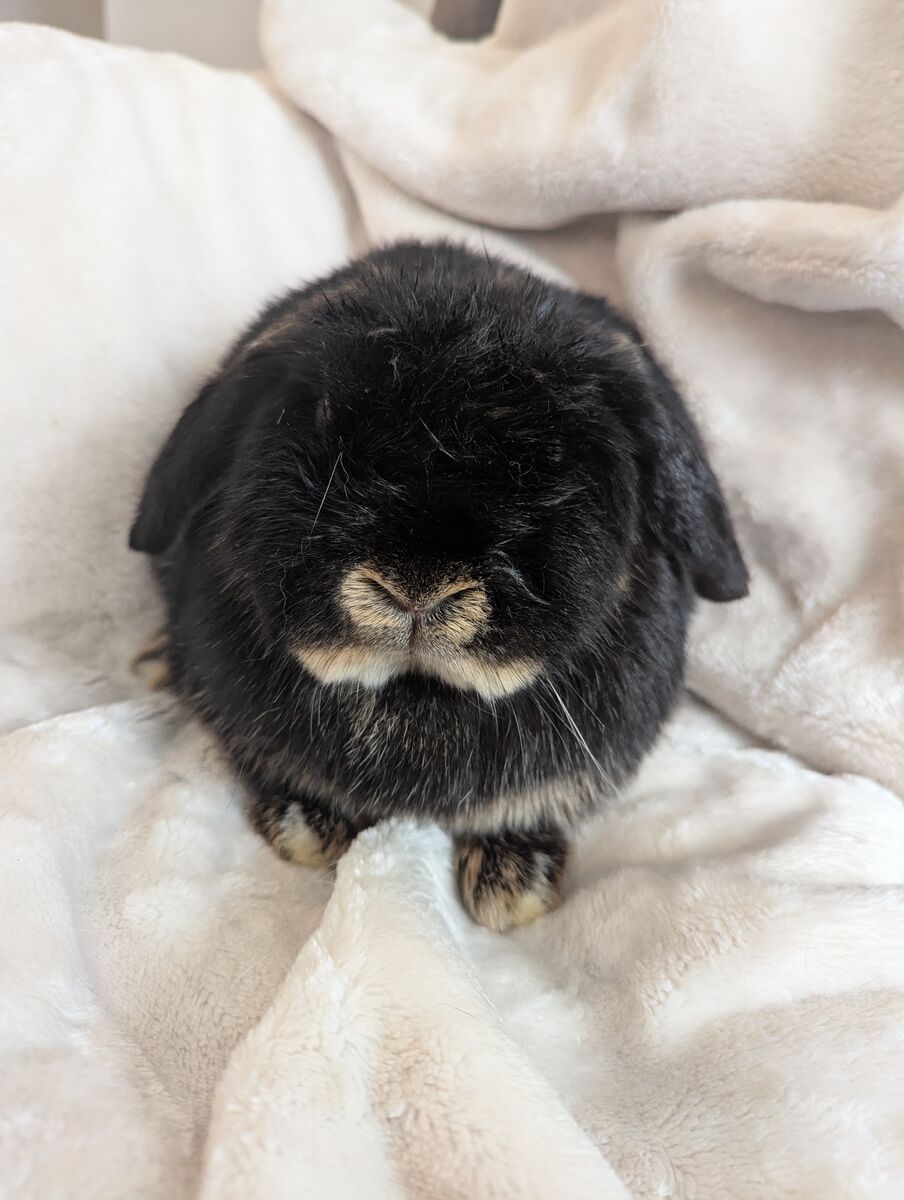 Holland Lop Black Otter Doe 5 months