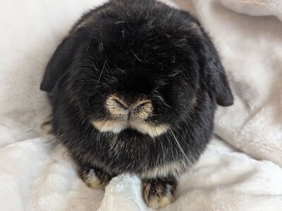 Holland Lop Black Otter Doe 5 months