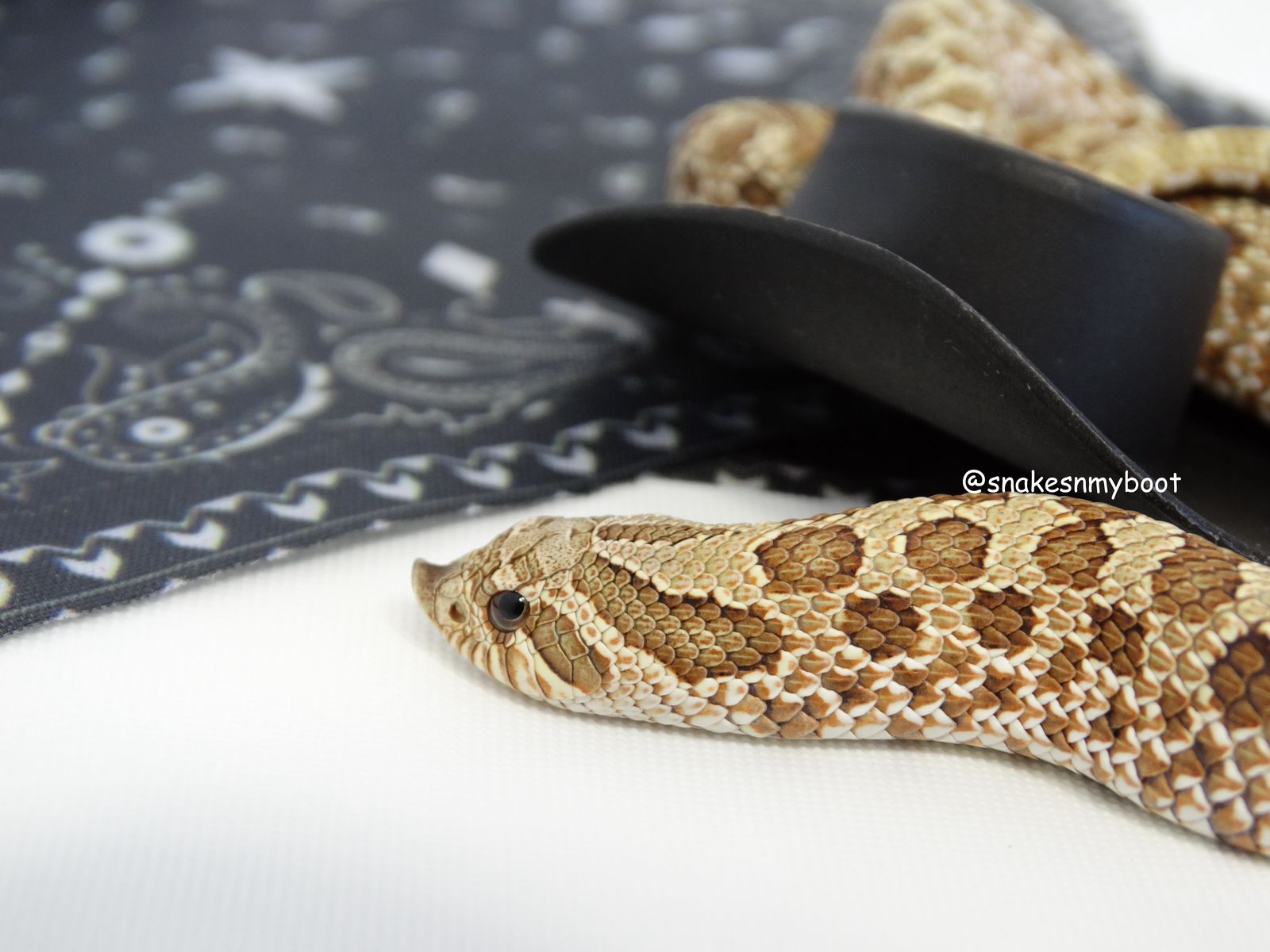 Sale!! Hognose Female Arctic Anaconda het Stormclouds