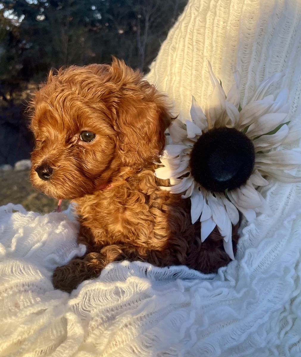 Amazing Silky Cavapoo-loving, sweet, people orientated