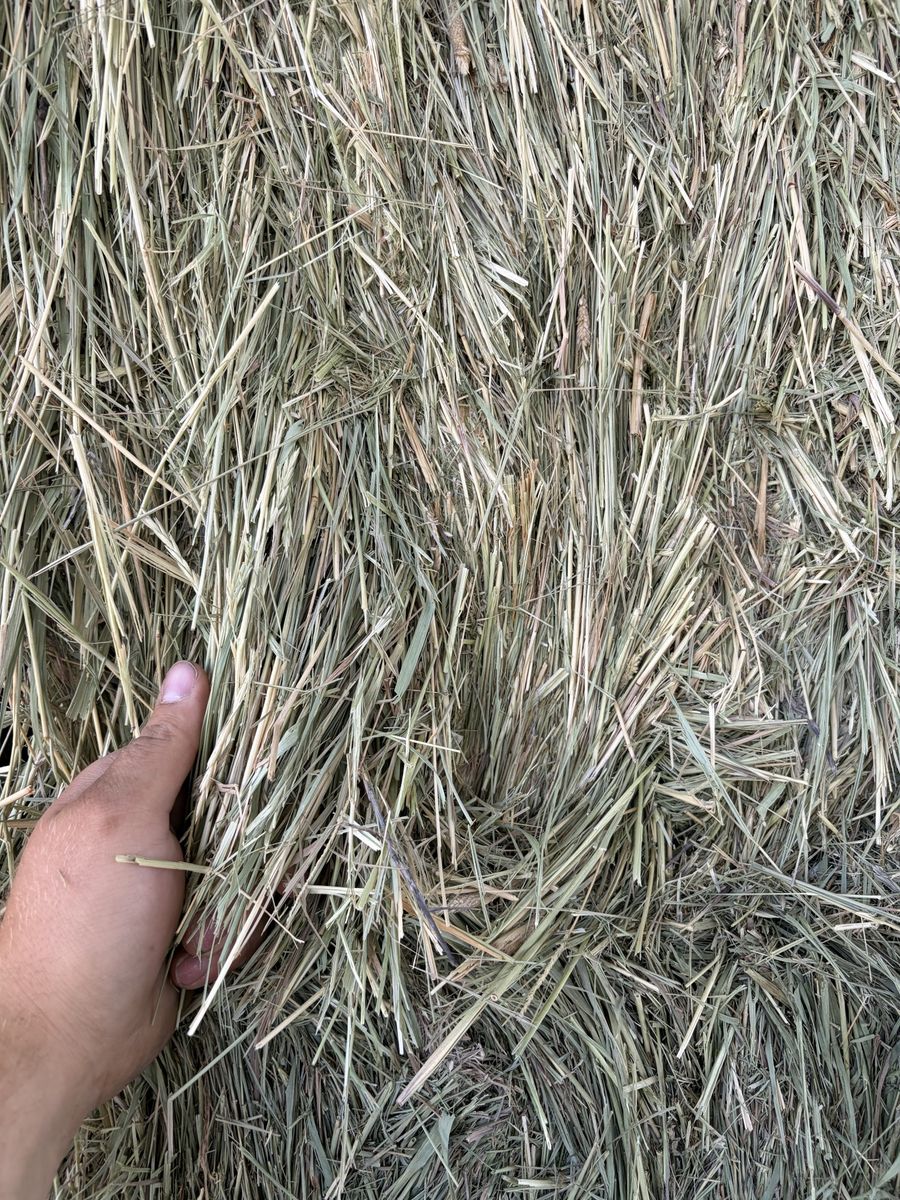 3x3x8 Grass Hay