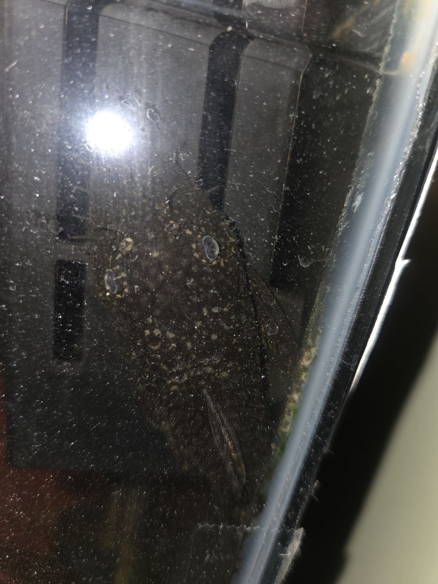 Rubbernose Pleco needing home (+fish tank and crap)