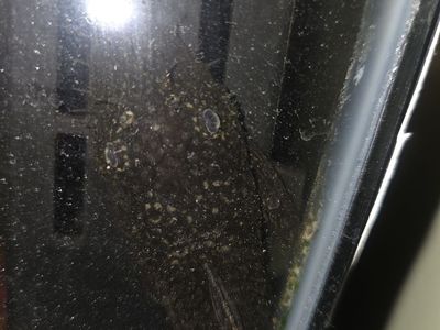 Rubbernose Pleco needing home (+fish tank and crap)