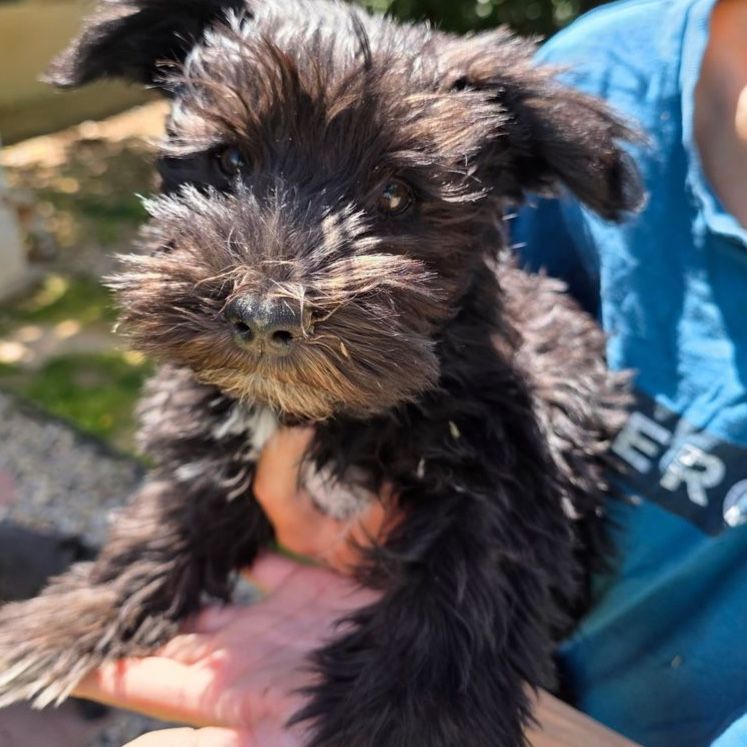 AKC Miniature Schnauzer Puppy